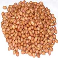 Groundnut Seeds