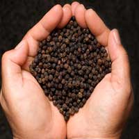 Black Pepper Seeds