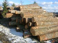 oak timber logs