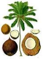 Coconut,Coconut Shell,Dry Coconut,Coconut Husk