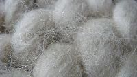 Raw wool