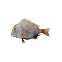 Sea Bream Fish