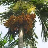 Areca Nut Plant