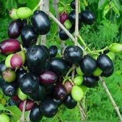 Black Plum Plant