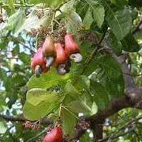 Cashew Nut Plant