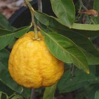 Citrus Auriantifolia Plant