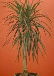 Dracaena Plant