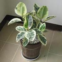 Ficus Elastica Variegata Plant