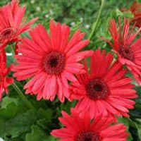 Gerbera Plant