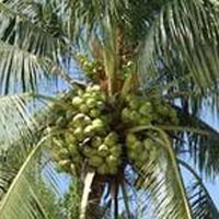 Malayan Orange (dwarf)-coconut Plant