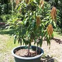 Mango Plants