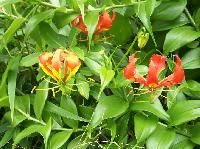 Gloriosa Superba