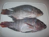 Tilapia Fish