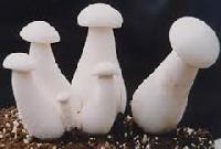 Nilky Mushroom