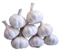 Fresh Garlic