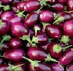 Brinjal