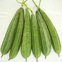 Fresh Ridge Gourd