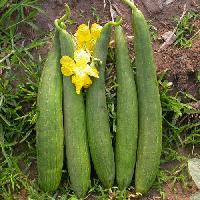 Fresh Snake Gourd