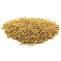 rajka seed