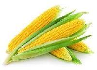 Hybrid Corn Seeds