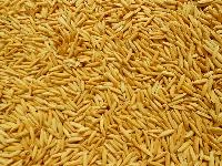 hybrid rice seeds