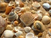 natural seashells