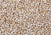 Jowar ( sorghum )