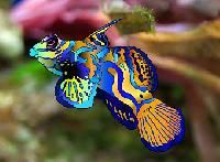 Tropical Fish