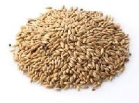 Canary Seed