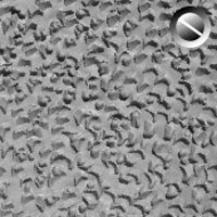 Jackfruit Surface Medium