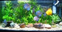 tropical fish aquarium