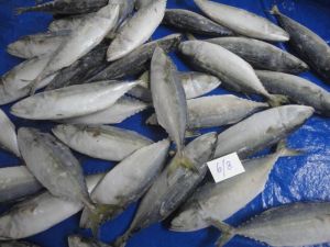 Frozen Indian Mackerel Fish