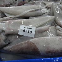 Frozen Squid Whole Fish