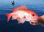 Red Snapper