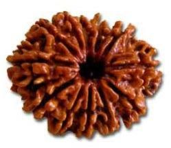 12 Mukhi Rudraksha