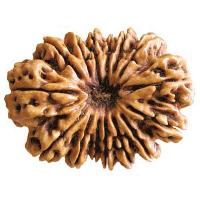 13 Mukhi Rudraksha