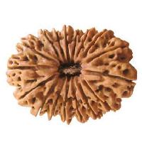 16 Mukhi Rudraksha