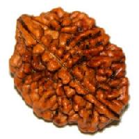 2 Mukhi Rudraksha