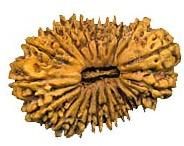 21 Mukhi Rudraksha