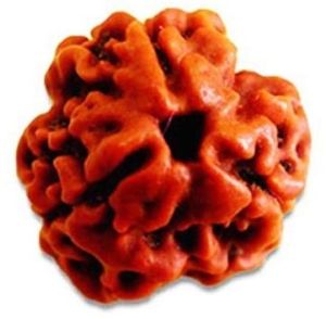 3 Mukhi Rudraksha