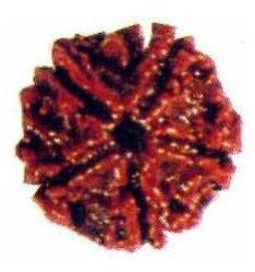 5 Mukhi Rudraksha