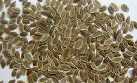 Dill Seeds