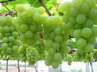 Grapes