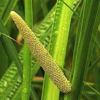 Acorus Calamus Plants