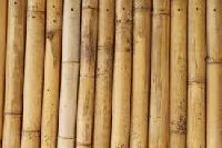 Bamboo