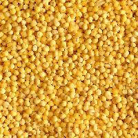 Yellow Millet