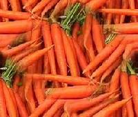 Fresh Carrot