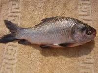 Rohu Fish