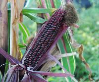 striped maize