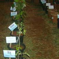 evergreen ayurvedic plants